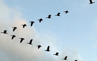 Geese Flying in V Formation