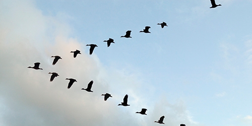 Geese Flying in V Formation